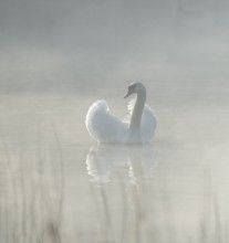 Silted swan (Cygnus olor) swims in impressive position on a lake, fog, Lower Saxony, Germany