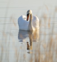 Silted swan (Cygnus olor) swims on a lake, Lower Saxony, Germany