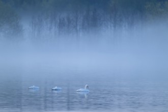 Humped swans (Cygnus olor) swimming on a lake in fog, clouds of fog, Lower Saxony, Germany