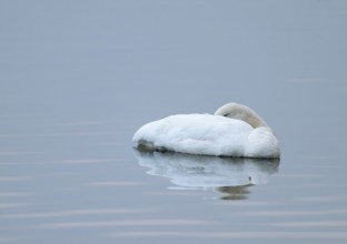 Common swan (Cygnus olor) on a lake, resting with its head in plumage, Lower Saxony, Germany