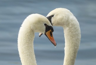 Cuffed swan (Cygnus olor), couple courting on a lake, Lower Saxony, Germany