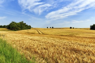 Golden yellow wheat field, harvest time, lanes of agricultural machinery, Cirrus, typical landscape
