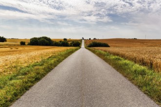 Empty country road leads through hilly wheat fields at harvest time, Cumulus, typical landscape in