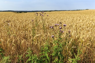 Golden yellow wheat field at harvest time, thistles in summer, detail, Midtjylland, Jutland,