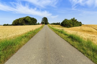 Quiet country road leads through wheat fields at harvest time, Cirrus, typical landscape in summer,