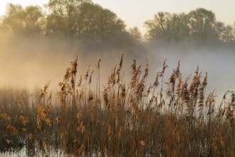 Reed (Phragmites australis), body of water, willows (Salix), forest, wetland with clouds of fog,