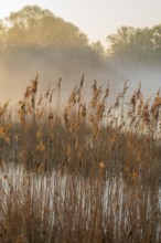 Reed (Phragmites australis), body of water, willows (Salix), forest, wetland with clouds of fog,