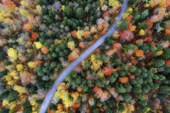 Road through colorful autumn forest from above, Canton of Zurich, Switzerland