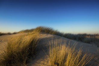 Dunes and blue sky in winter, sunset, Spiekeroog, East Frisian Islands, Lower Saxony, Germany