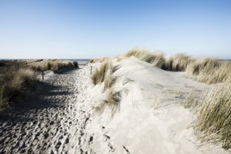 Trail in the dunes and blue sky in winter, Spiekeroog, East Frisian Islands, Lower Saxony, Germany
