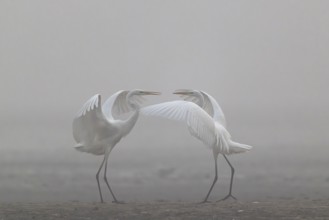 Great Egret, (Egretta alba) Warring Great Egret in the Mist, Lusatia, Saxony, Germany