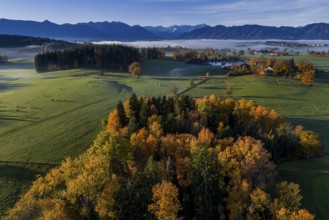 Trees, oaks, beech trees, sunny, morning light, autumn color, fog, aerial view, view of Zugspitze,