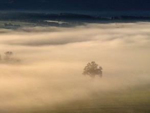 Tree, back light, sunny, morning light, autumn, autumn discoloration, fog, aerial view, Riegsee,
