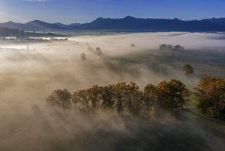 Trees, oaks, beech trees, sunny, morning light, autumn color, fog, aerial view, Riegsee, view of