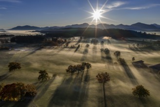 Trees, oaks, sunlight, back light, sunny, morning light, autumn, autumn discoloration, fog, aerial