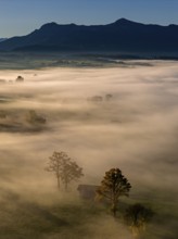 Trees, oaks, hut, sunny, morning light, autumn, autumn color, fog, aerial view, view of
