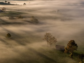 Trees, oaks, hut, sunny, morning light, autumn, autumn color, fog, aerial view, Alpine foothills,