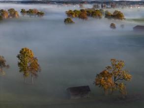 Trees, oaks, sunny, morning light, autumn, autumn discoloration, fog, aerial view, Alpine