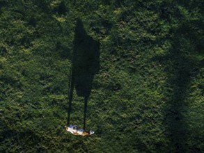 Cow, cow, shadow, silhouette, aerial view, foothills of the Alps, Bavaria, Germany