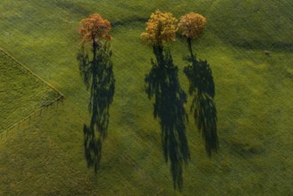 Trees, oaks, morning light, shade, autumn, autumn discoloration, fog, aerial view, Alpine