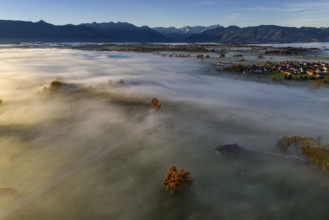 Tree, oak, mountains, sunny, morning light, autumn, autumn discoloration, fog, aerial view, view of