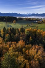 Trees, oaks, beech trees, sunny, morning light, autumn color, fog, aerial view, view of Zugspitze,