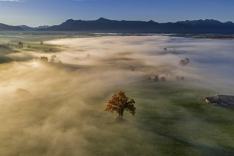 Tree, oak, mountains, sunny, morning light, autumn, autumn discoloration, fog, aerial view, view of