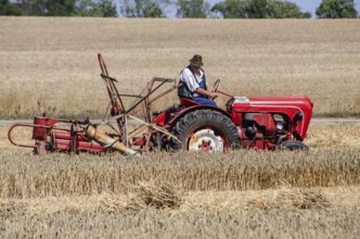 Older Allgaier-Porsche tractor with self-binder harvesting wheat at old-fashioned harvest festival
