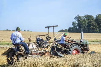 Older tractor-drawn self-binder harvesting wheat at old-fashioned harvest festival in Svenstorp,