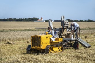 Older Caterpillar tractor with harvesting machine harvesting wheat at old-fashioned harvest