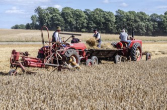 Older Allgaier-Porsche tractor with self-binder and tractor with wagon harvesting wheat at