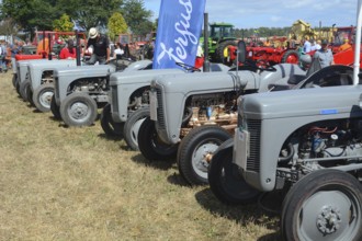 Row of Ferguson tractors at old-fashioned harvest festival in Svenstorp, Ystad municipality, Skåne