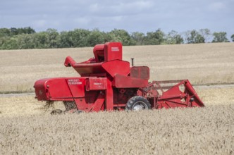 Older Massey Ferguson combine harvester harvesting wheat at old-fashioned harvest festival in