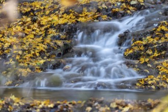 Sinterterrassen der Weißen Lauter, stream, maple leaves, water, autumn, Donntal, Gutenberg, Swabian