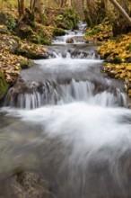 Small waterfall, sinter steps, maple leaves in autumn colors, Brühlbach, Maisental, Bad Urach,