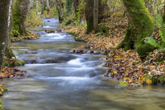 Small steps in the stream, water, autumn, Brühlbach, Maisental, Bad Urach, Swabian Jura,