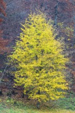 Ahron tree (Acer) in herb color, horse chestnut family (Hippocastanoideae), autumn, Donntal,