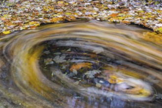 Ahron leaves in herb color turn in brook strudel (Acer) horse chestnut family (Hippocastanoideae),