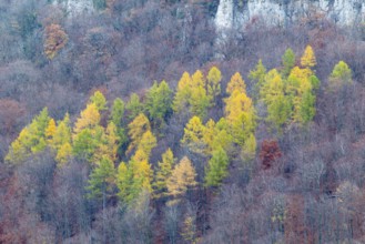Larch (Larix) in autumn colors, Maisental, Bad Urach, Swabian Jura, Baden-Württemberg, Germany