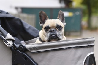 Old French Bulldog dog going on a walk in pet stroller