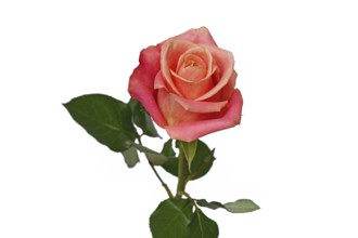 Single peach colored rose flower on white background