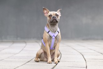 Young blue fawn French Bulldog with long heaathy nose wearing a dog harness in front of gray wall
