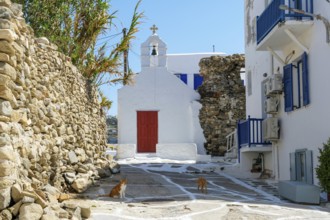 Mykonos, Cyclades, Greece - Cats in old town alleys in front of small chapel, church, in Mykonos