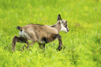 Chamois (Rupicapra rupicapra) youngster (fawn) standing on a meadow, Austria