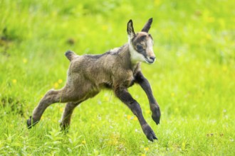 Chamois (Rupicapra rupicapra) youngster (fawn) running over a meadow, Austria