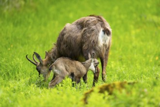 Chamois (Rupicapra rupicapra) Mother (doe) with her youngster (fawn) on a meadow, Austria