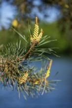 Scots pine (Pinus sylvestris) blossom in a forest in spring, Bavaria, Germany