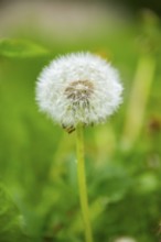 Common dandelion (Taraxacum officinale) seeds, detail, Bavaria, Germany