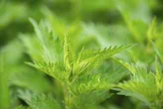 Common nettle (Urtica dioica), detail, spring, Bavaria, Germany