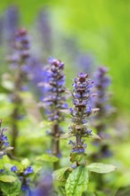 Bugle (Ajuga reptans) blossoms, detail, Bavaria, Germany